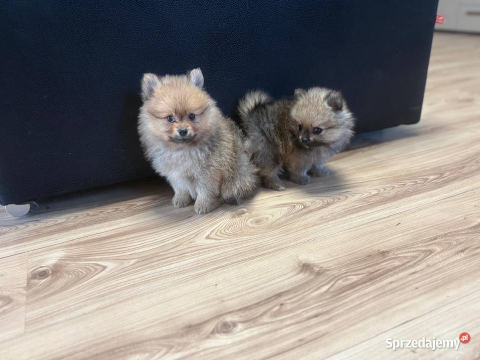 Szpic miniaturowy pomeranian Łukowa sprzedam