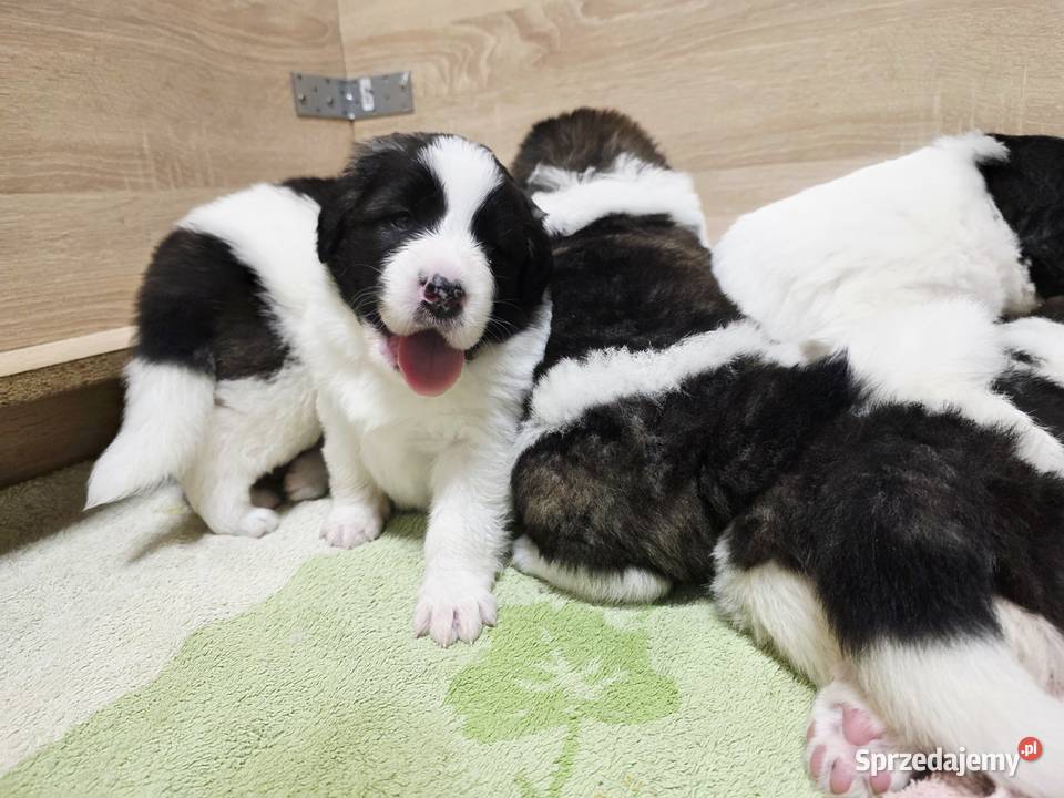 MASTIF PIRENEJSKI ZKWP FCI Arentowo