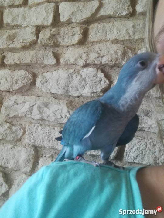 Mnicha nizinna ręcznie karmiona śliczna