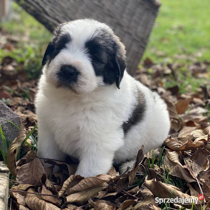 Szczeniaki Owczarek Rumuński Mioritic Opole