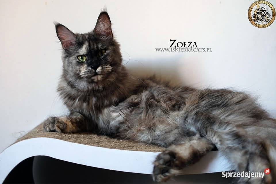 Kotka maine coon srebrzysta Maine Coon