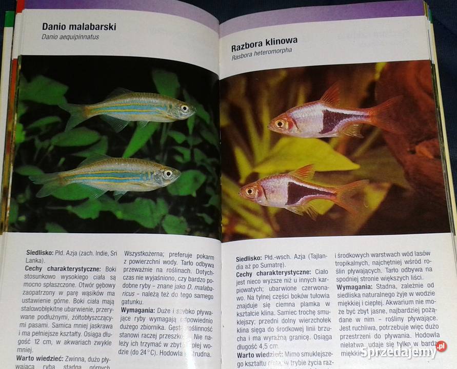 Ryby akwariowe Rozpoznawanie i utrzymanie Thomas Chełm