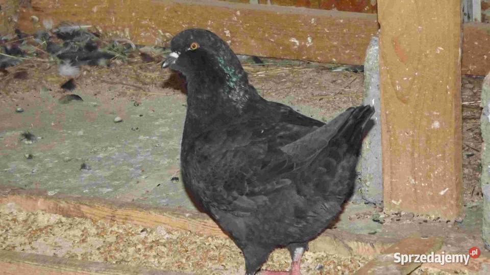 sprzedam gołębie Ptaki Podborze