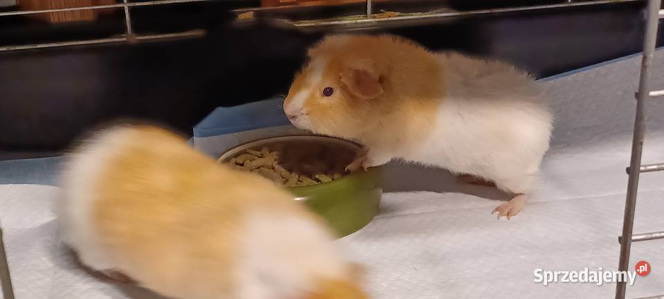 Świnki morskie rasa TEDDY 55 miesięczne samczyki wielkopolskie Poznań