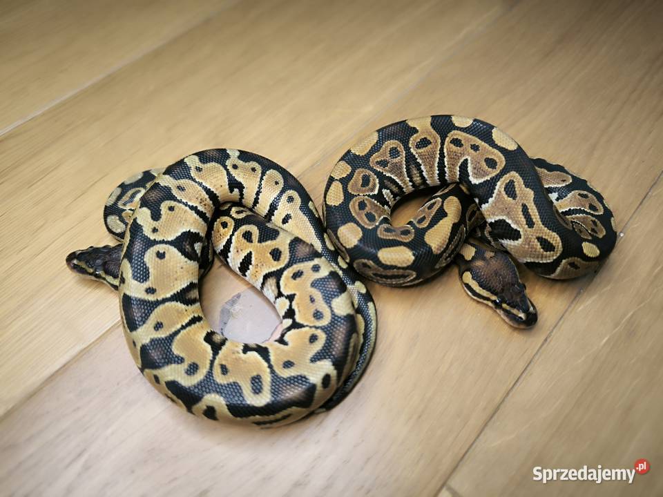 Promocja Pyton królewski Para 2 mazowieckie Makowiec