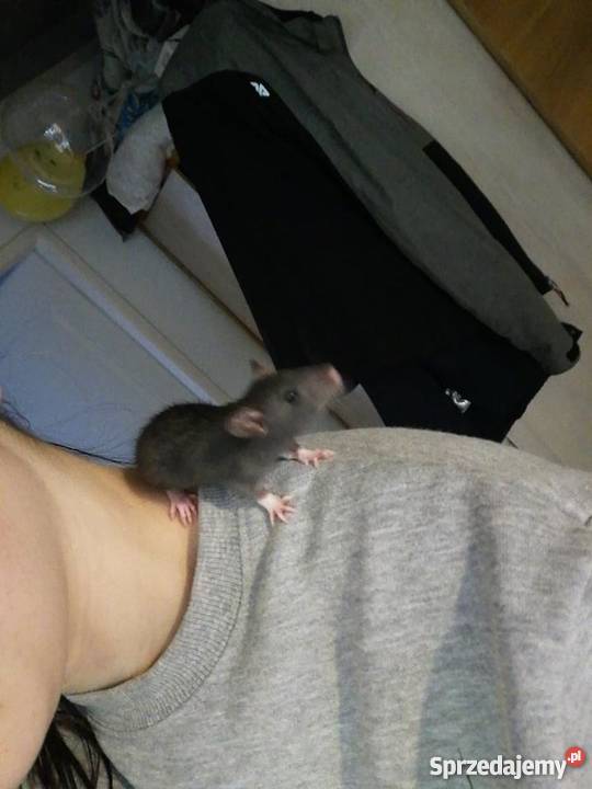 Szczury Szczurki świętokrzyskie Kielce sprzedam