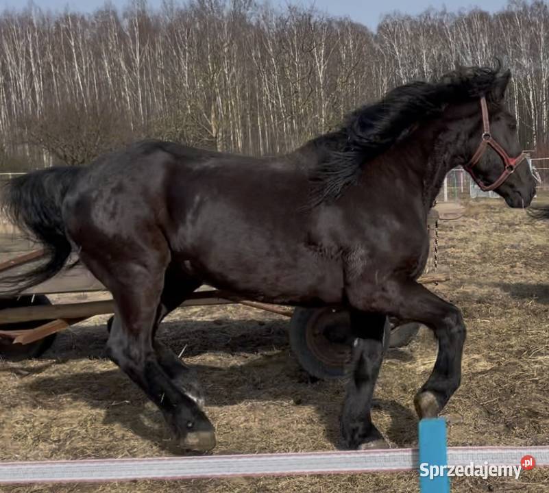 Pensjonat wolny boks konia łódzkie Łódź
