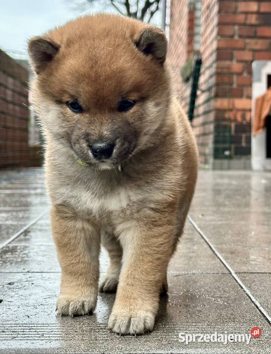 Shiba inu piesek ZKwP Piła