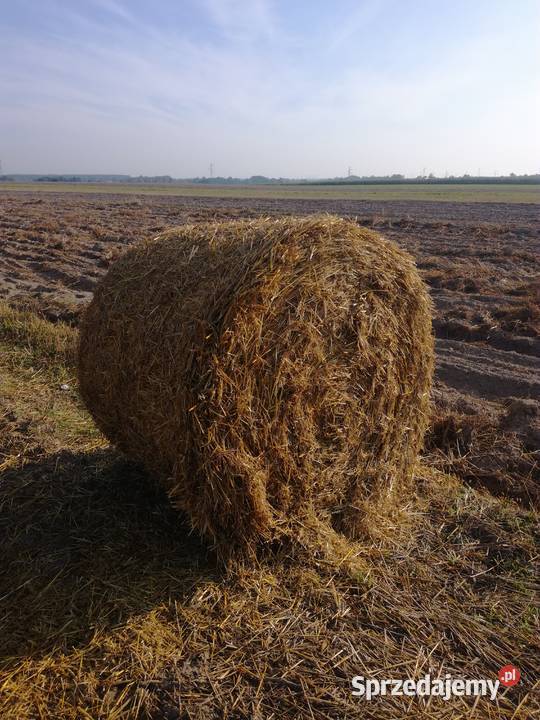belki słomy 130 Wiśniew-Kolonia sprzedam