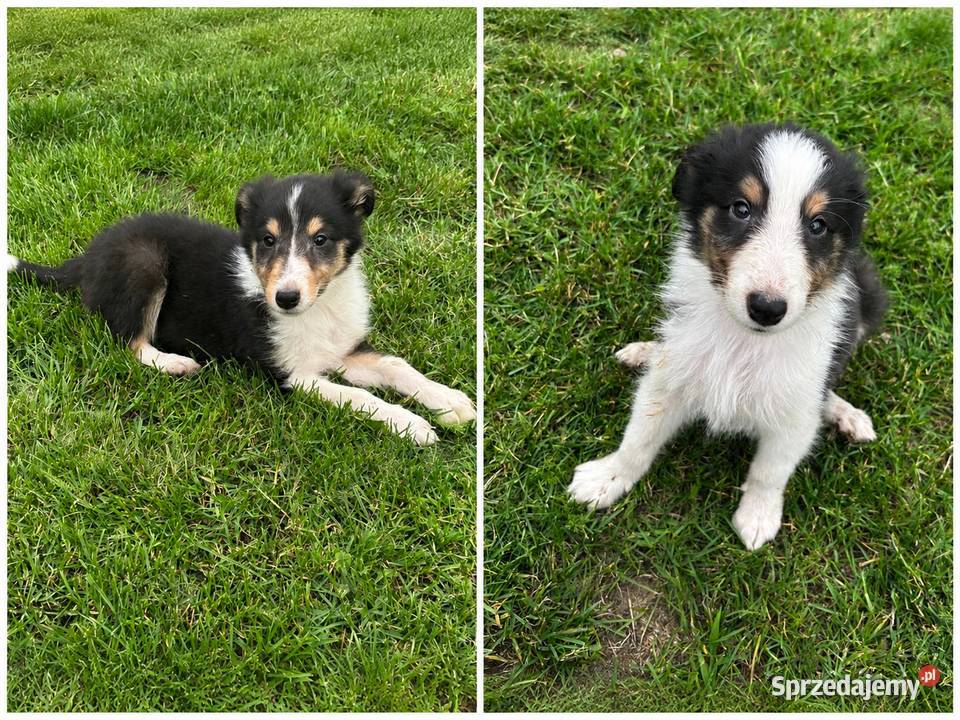 Piesek i suczka Owczarek Szkocki Collie Iława