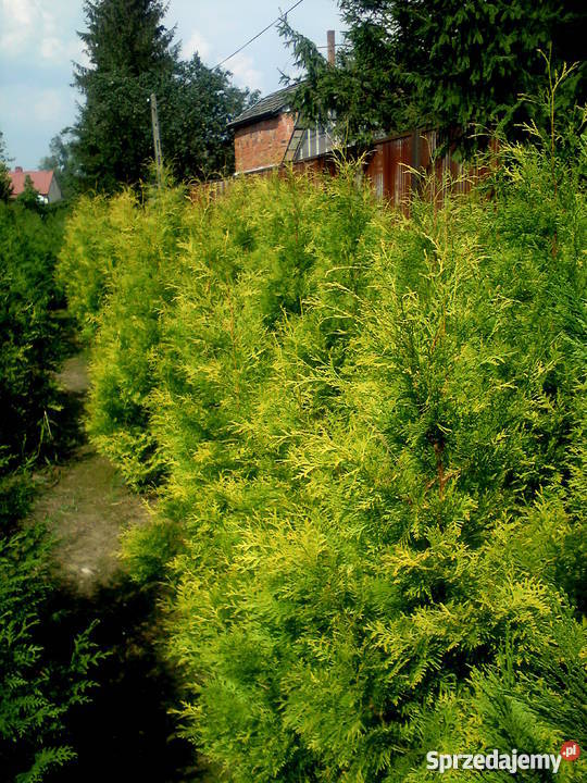 Tuja Europe Gold złotożółta tuja Kraków Rośliny Proszowice