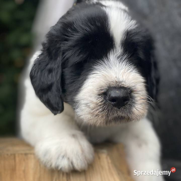 Szczeniaki Owczarek Rumuński Mioritic Owczarek Opole