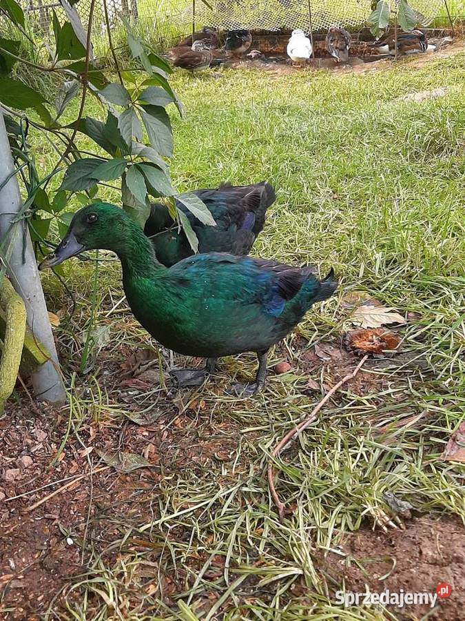 Kaczki szmaragdowe para Drób i ptactwo małopolskie Skała