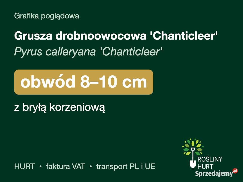 Grusza drobnoowocowa Chanticleer obwód 810 z