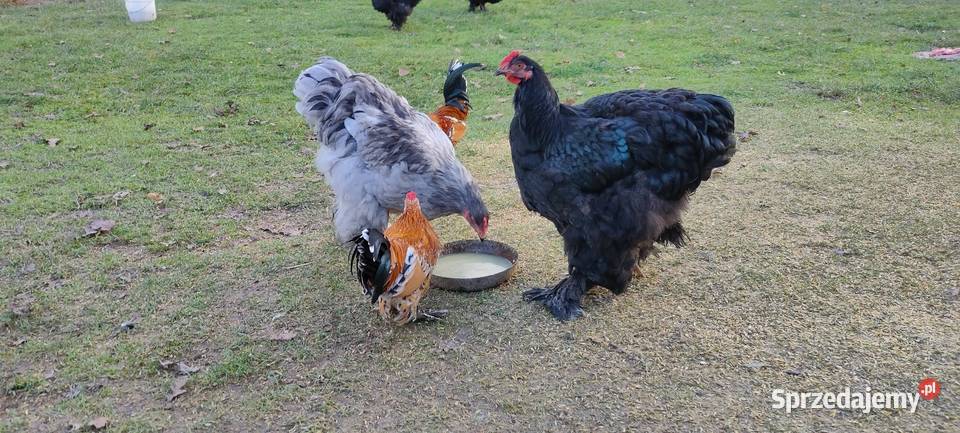 Kochany olbrzymie lubelskie Tokarówka