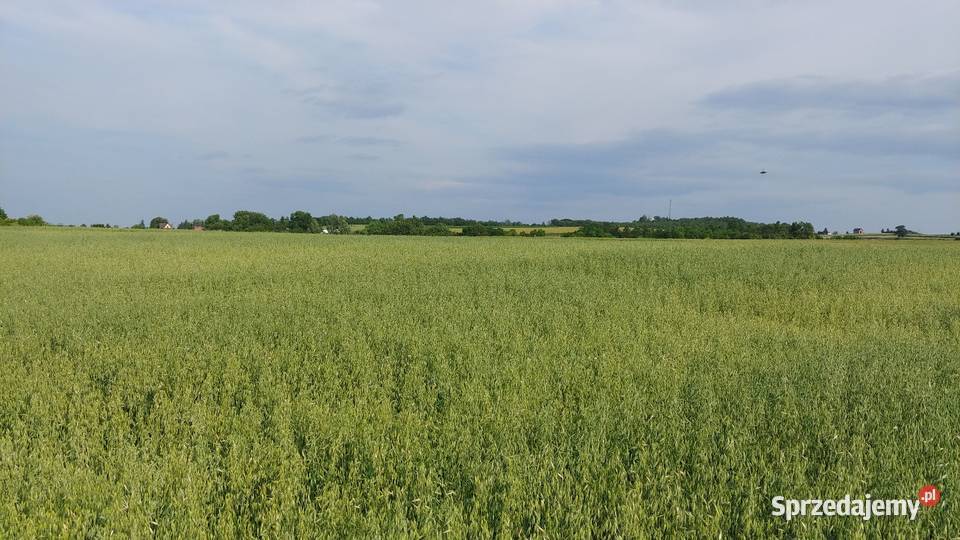Owies jary Bingo Niegardów