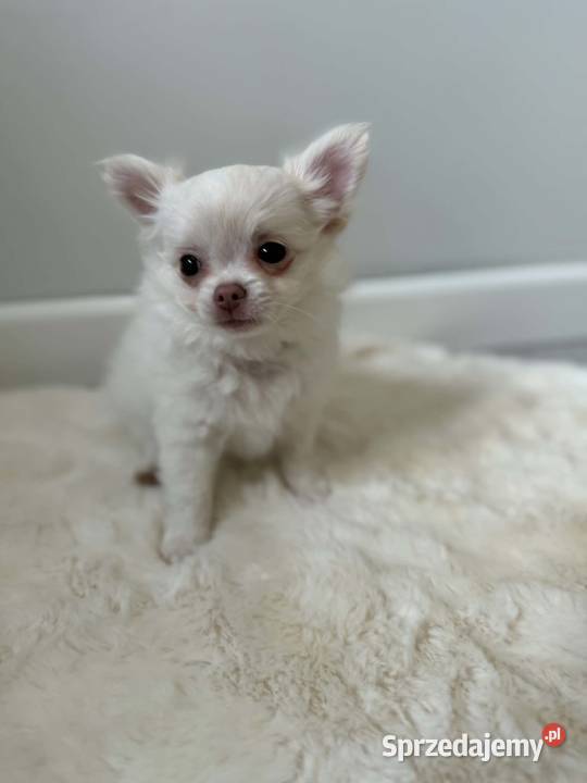 Biały długowłosy szczeniak rasy chihuahua szuka