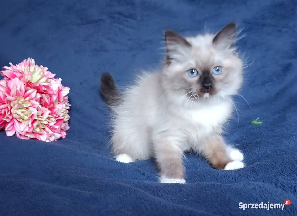 Koty Syberyjskie Neva Masquerade LUKRECJA Syberyjski Kwilcz