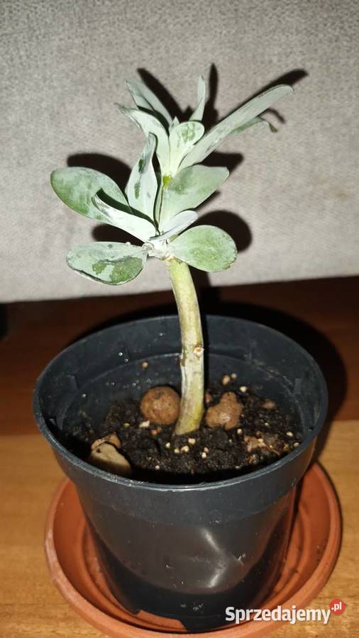Starzec Cefalofora Senecio cephalophorus 2 Warszawa