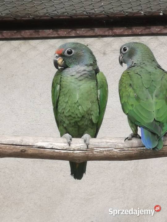 Piony niebieskogłowe z 2025r Rypin sprzedam