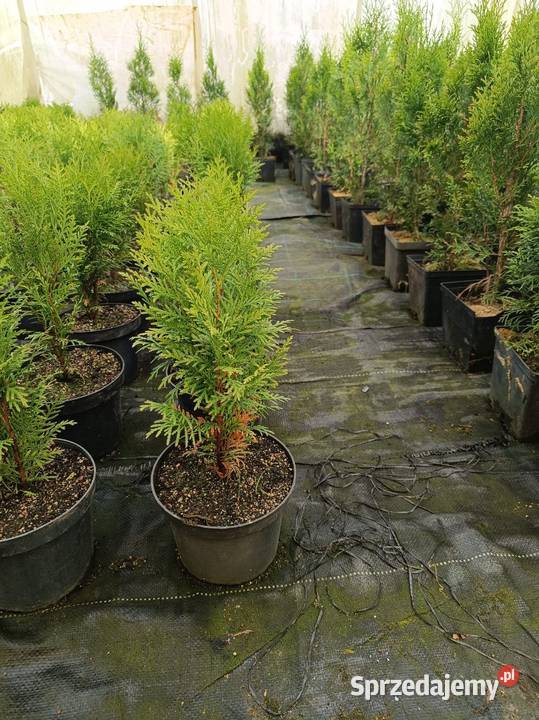 Tuja szmaradg Święcice