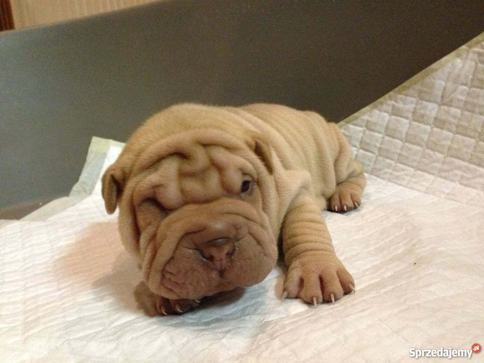 shar pei Psy sprzedam