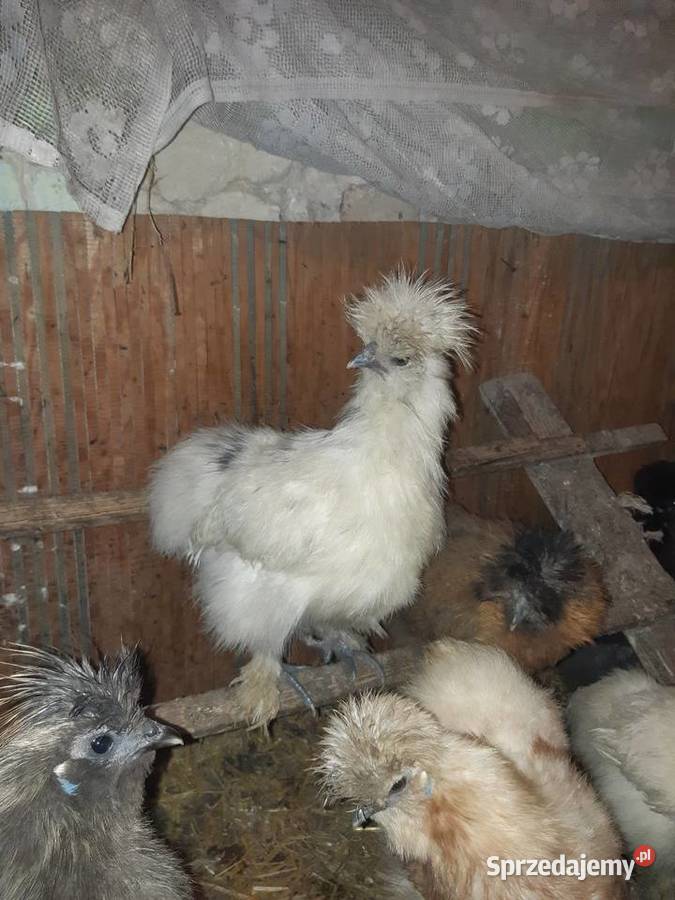 Silka silki koguty Poddębice sprzedam