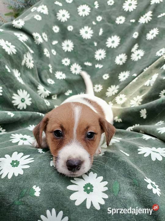 Wzorcowe Jack Russell terrier rodzice rodowód opolskie Krapkowice