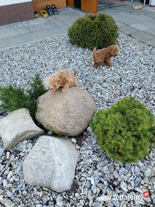 Cudowne Pudle Toy Red dolnośląskie Boreczek