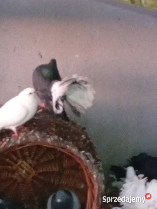 Gołebie pawie pawiki lubuskie Lubiszyn sprzedam