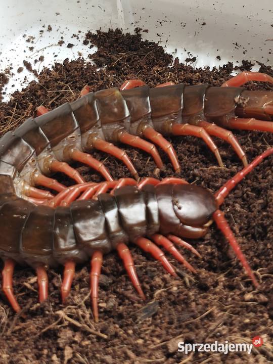 Scolopendra subspinipes egzotyczna stonoga