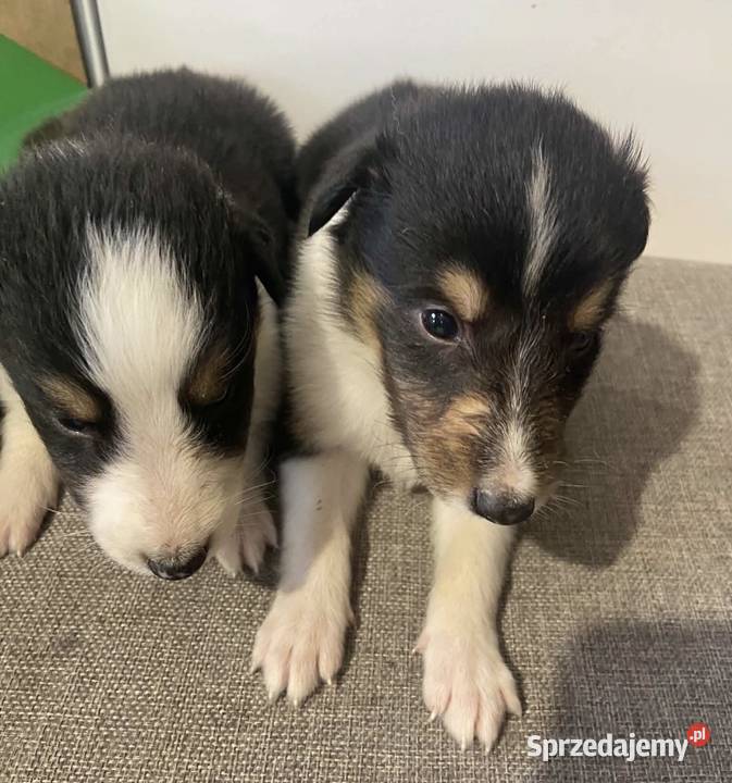 Szczeniaczki Owczarek szkocki Collie Iława