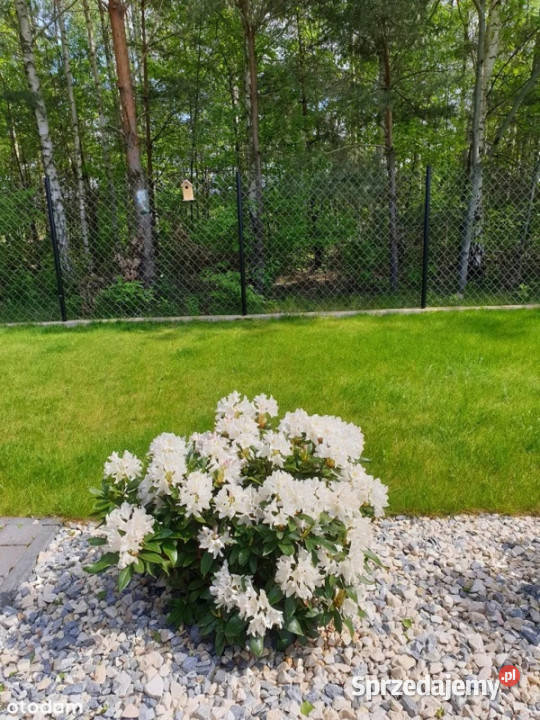 Sprzedam bezpośrednio dom w Jachrance lesie 4 piwnica