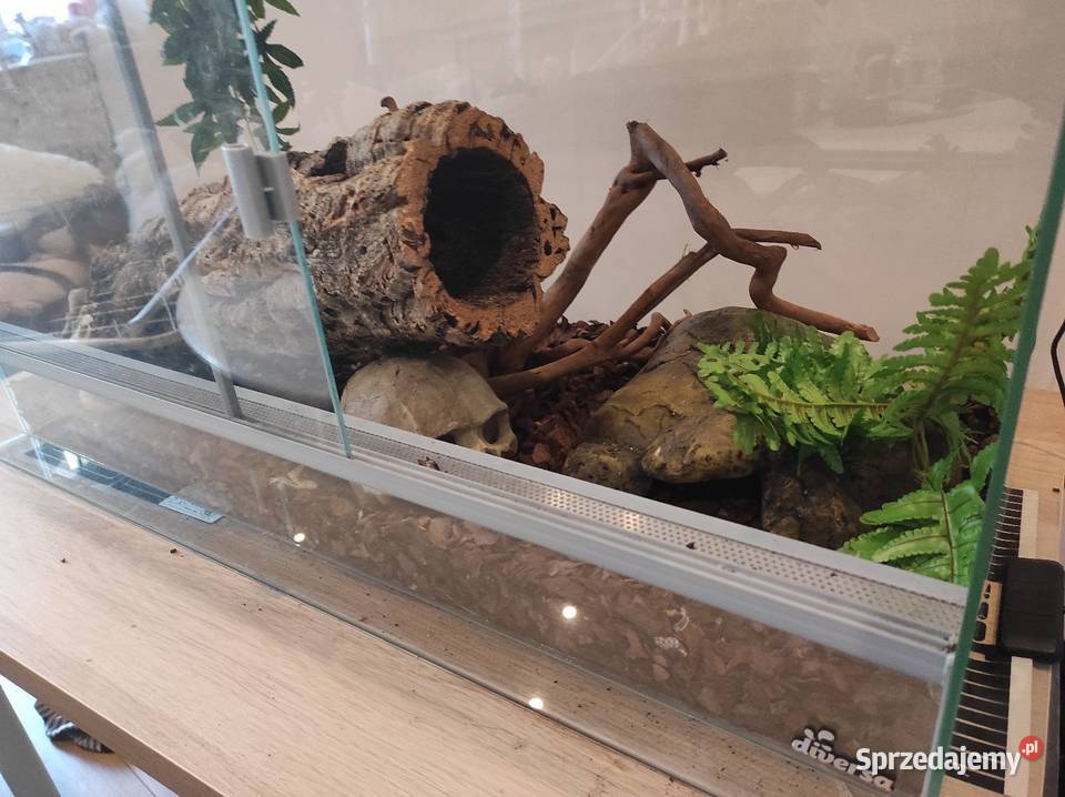 Pyton królewski z terrarium samiec