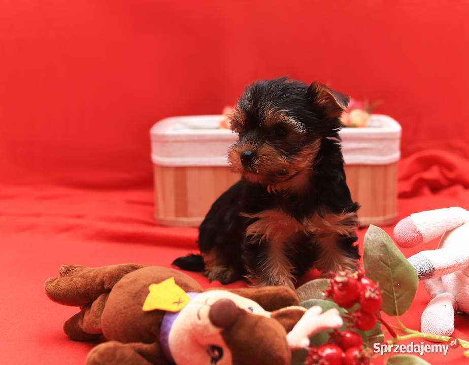 Alutka i siostry Yorkshire Terrier Oława sprzedam