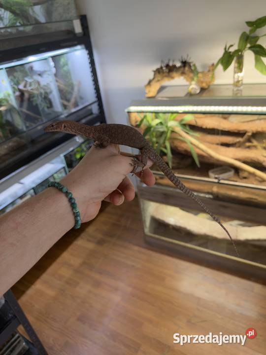 Varanus pilbarensis Sosnowiec