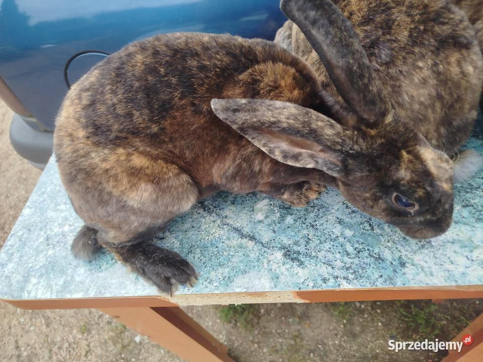 Kruliki japońskie Białkowo