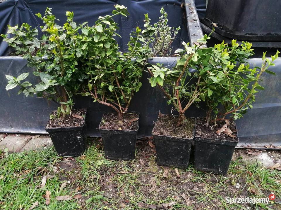 Thuja Szmaragd tuja 115 trzmielina bluszcz