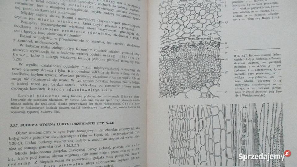 Zarys botaniki farmaceutycznej Broda farmacja Książki i Podręczniki łódzkie Łódź