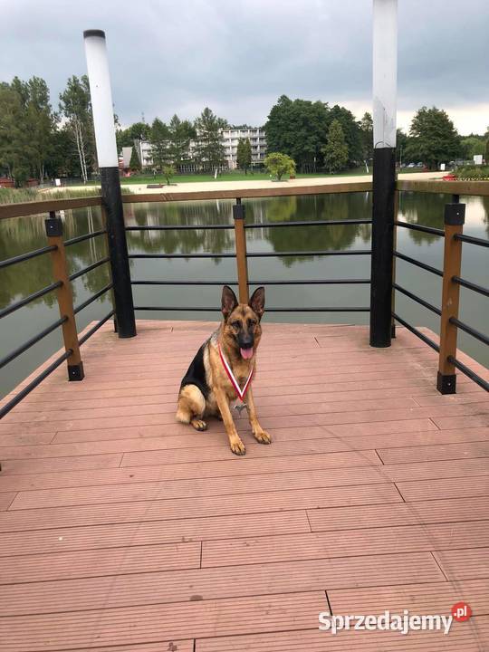 Owczarek Niemiecki Krótkowłosy Suczka ZKwP śląskie sprzedam