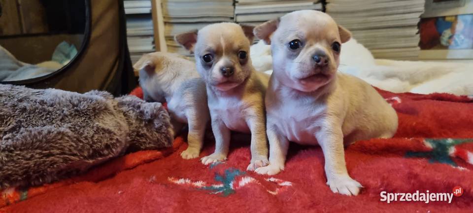 Chihuahua piękne szczenięta krotkowlose zachodniopomorskie Szczecin