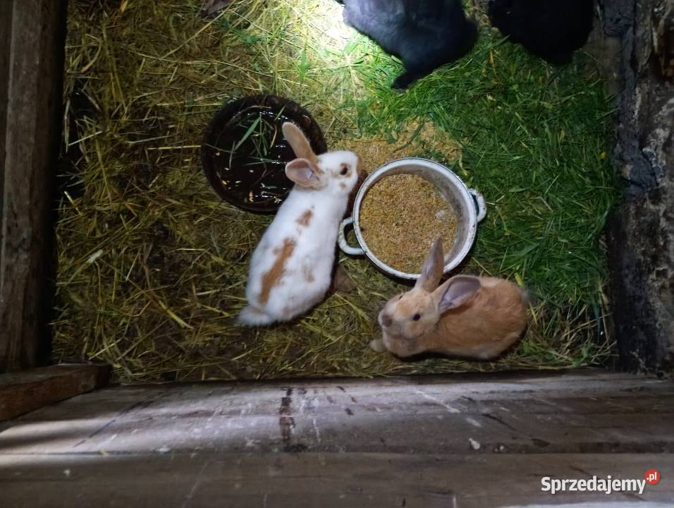 Sprzedam króliki