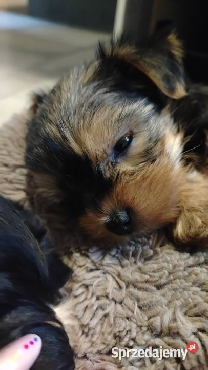Śliczne Yorkshire terrier miniaturki Łask sprzedam