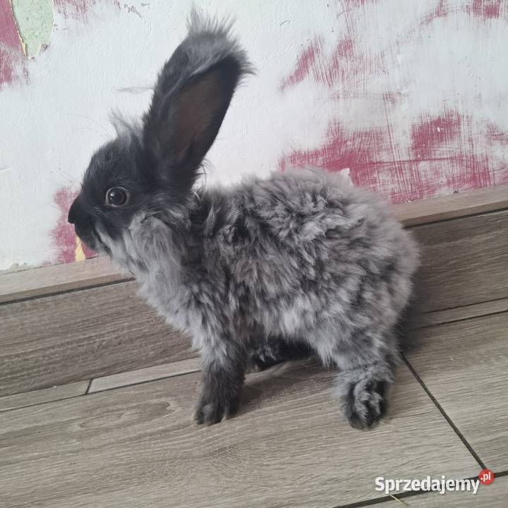 Królik angora samica Kwidzyn sprzedam