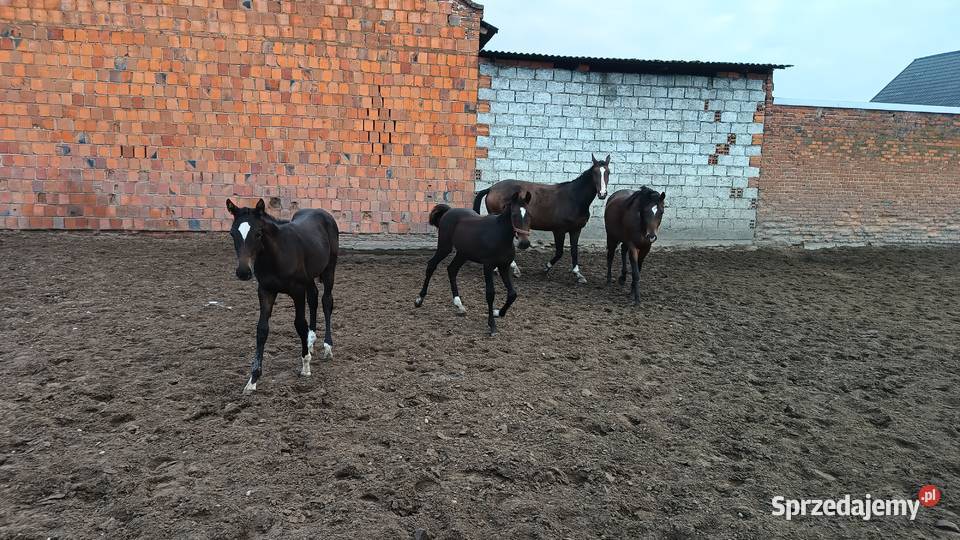 Konie wielkopolskie wielkopolskie