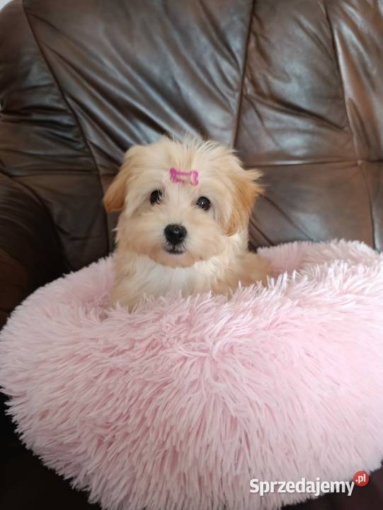 Suczka Maltipoo Szczaworyż sprzedam