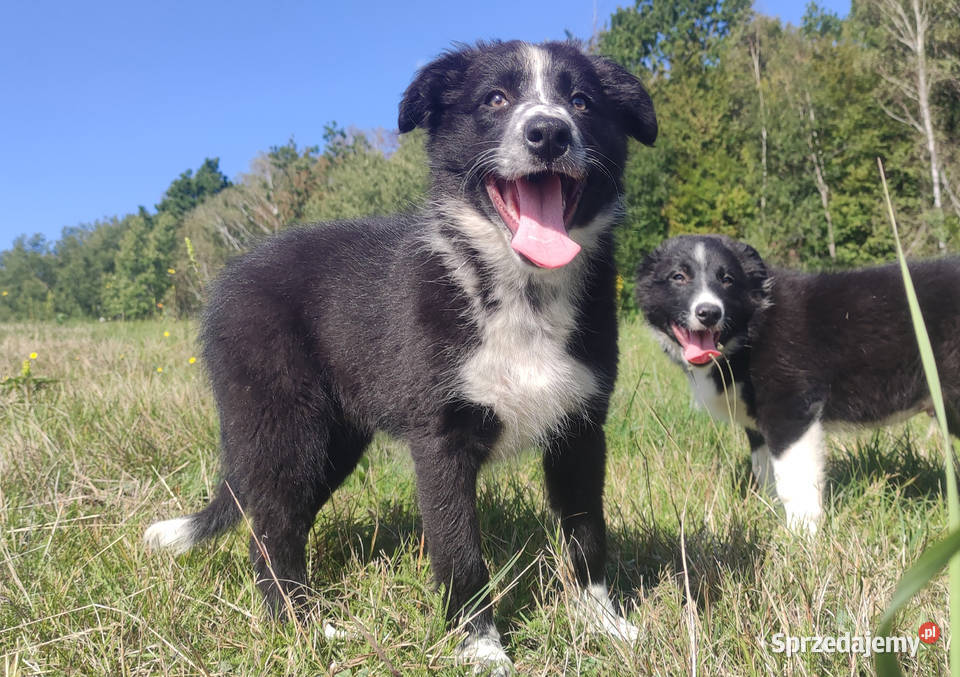 Piękna rasowa suczka BORDER COLLIE z pełną dok Iwonicz