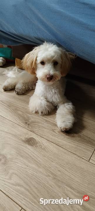 Sprzedam maltipoo