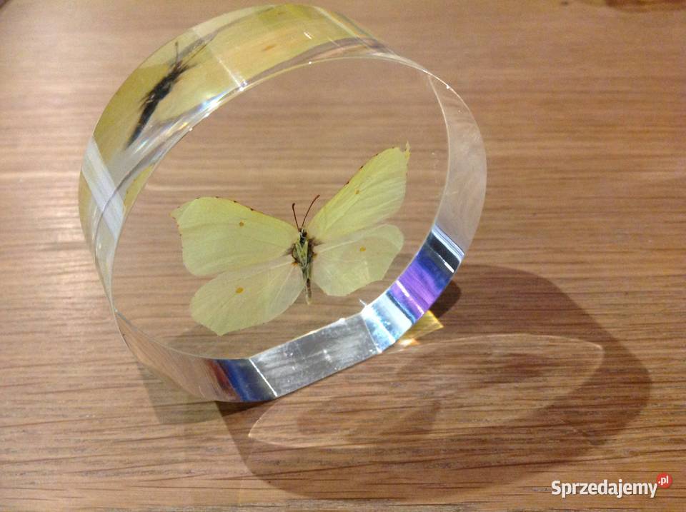 Piękny Motyl w Szkle Dekoracja Latolistek Pozostałe Nowa Sól