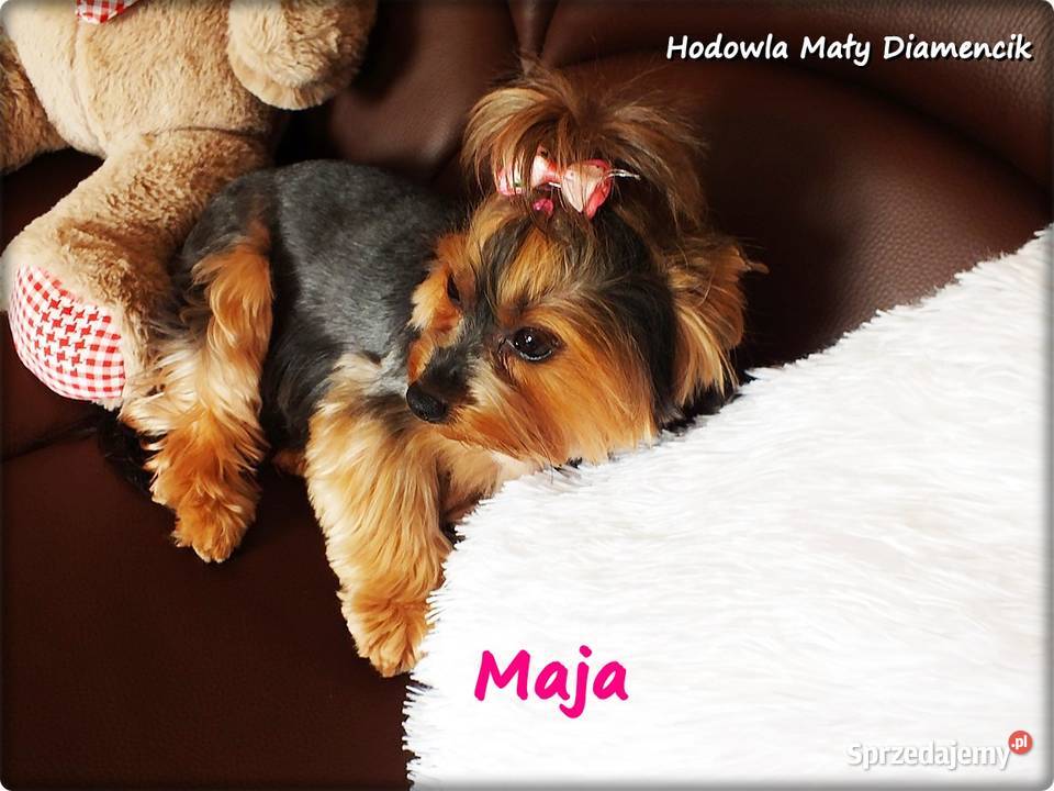 Yorkshire Terrier York Maja z Rodowodem do